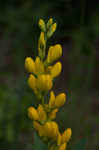 Yellow wild indigo